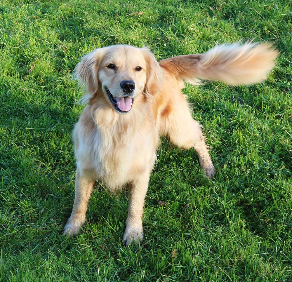 Golden Retriever